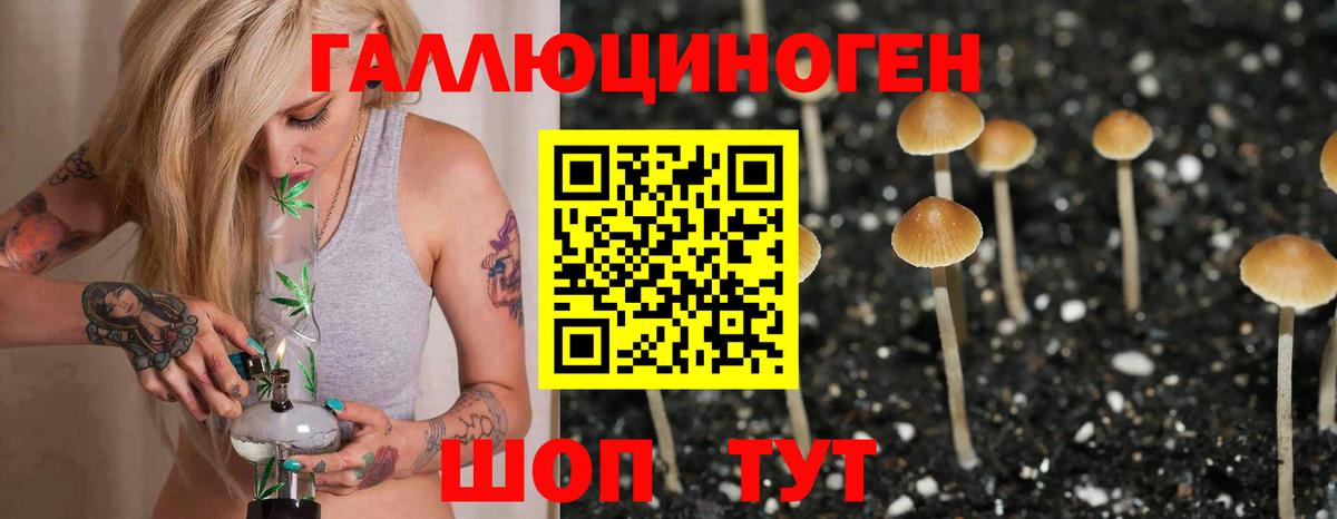 Галлюциногенные грибы Psilocybine cubensis  Галлюциногенные грибы прущие грибы  Вход с VPN  Новозыбков 